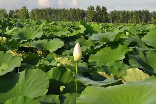 喜讯 禹王湿地公园晋升为国家级湿地公园