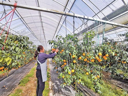富民生态农场 红美人 柑橘喜获丰收
